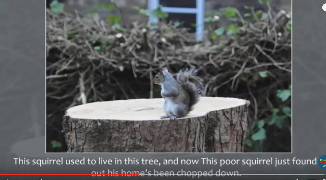 Comment les écureuils plantent des arbres