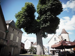 Dordogne, Saint Julien de Lampon, le marronnier de la place du village menacé d’abattage